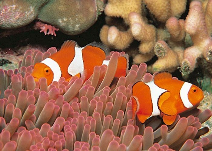 Clown Anenome Fish, Great Barrier Reef