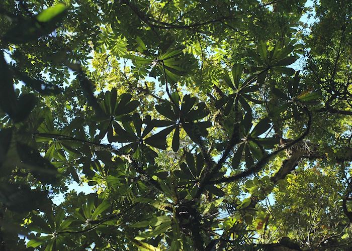 The forest canopy