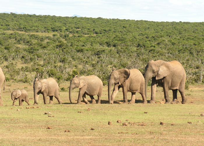 Gorah Elephant Camp, Eastern Cape Game Areas