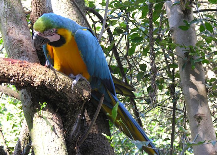 Parrot at Birds of Eden near Plettenberg Bay