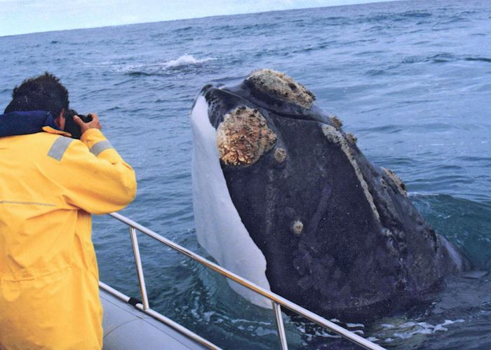 Whale and boat