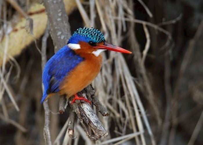 Malachite kingfisher, Liwonde