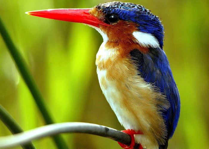 Malachite kingfisher, Liwonde