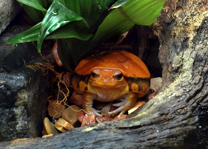 Tomato frog in Masoala