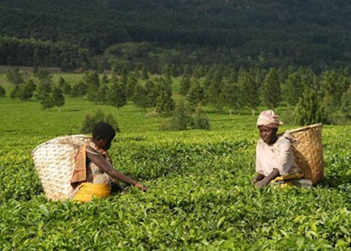 Thyolo Region, Malawi