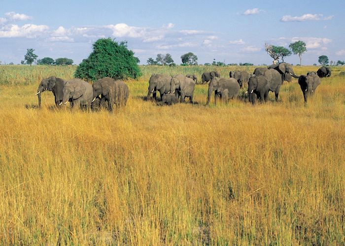 Elephant in the Kwando Concession, Botswana