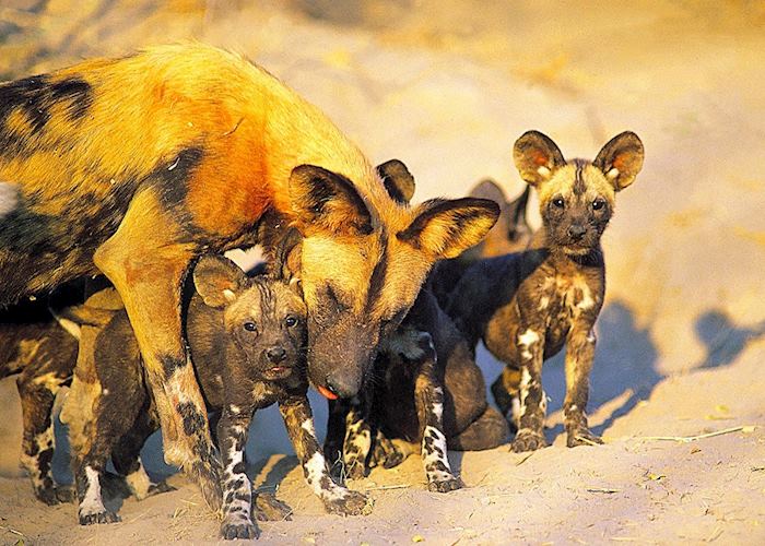 Wild dog with pups in the Kwando Concession, Botswana