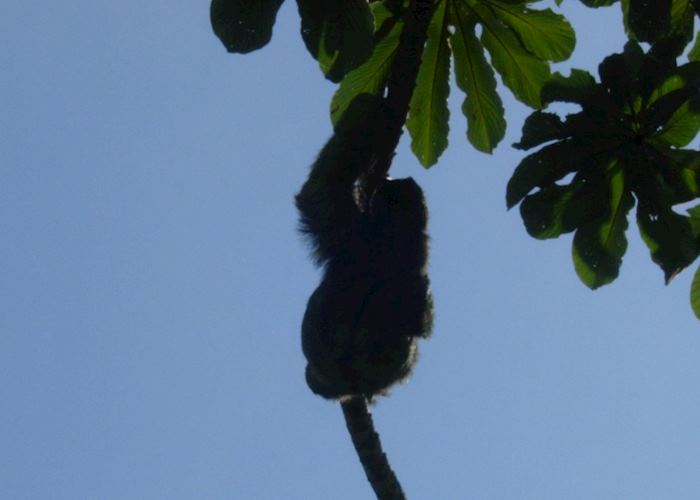 Three-toed sloth, Tortuguero National Park
