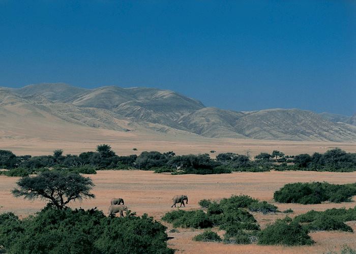 Desert elephant