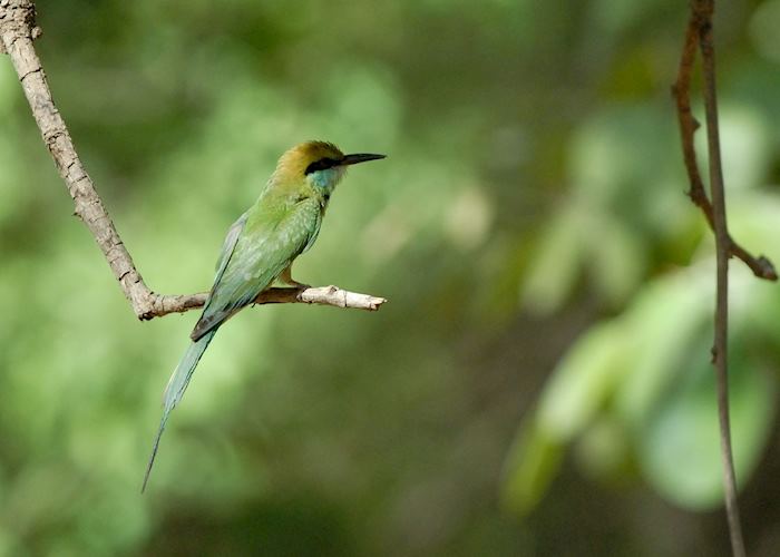 Blue-tailed Bee-eater, Bharatpur
