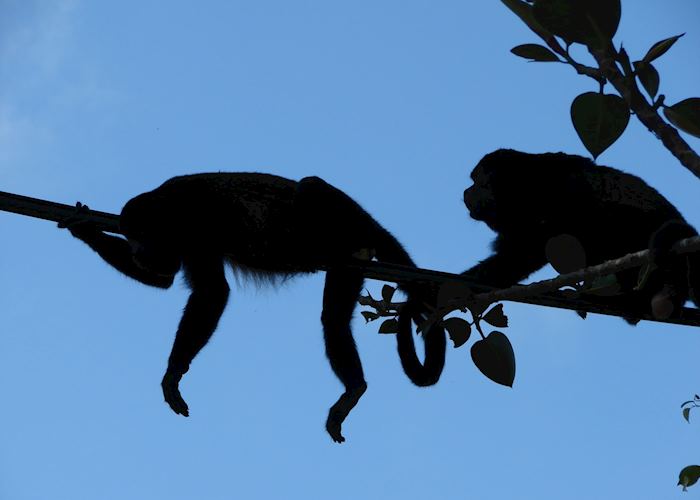 Black howler monkeys, Puerto Viejo de Sarapiqui