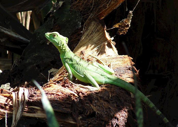 Jesus Christ Lizard, Costa Rica