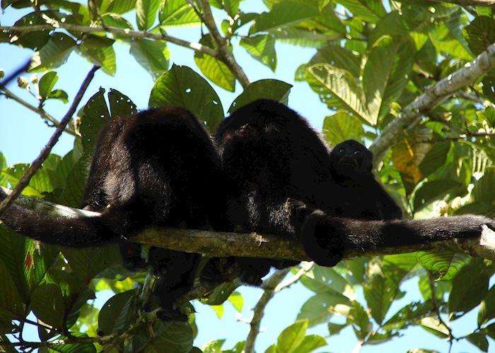 Black Howler Monkeys, Costa Rica
