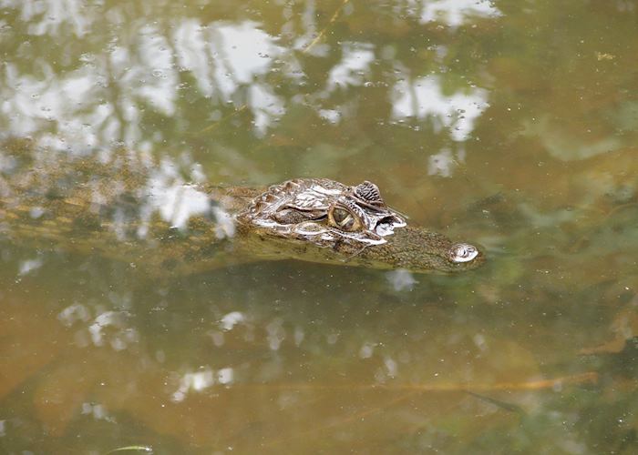 Caiman, Costa Rica
