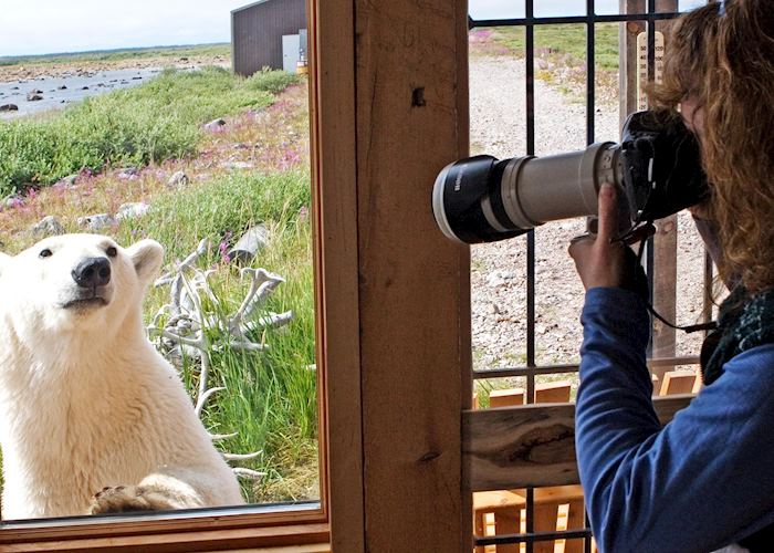 A Polar Bear at Seal River Heritage Lodge, Churchill