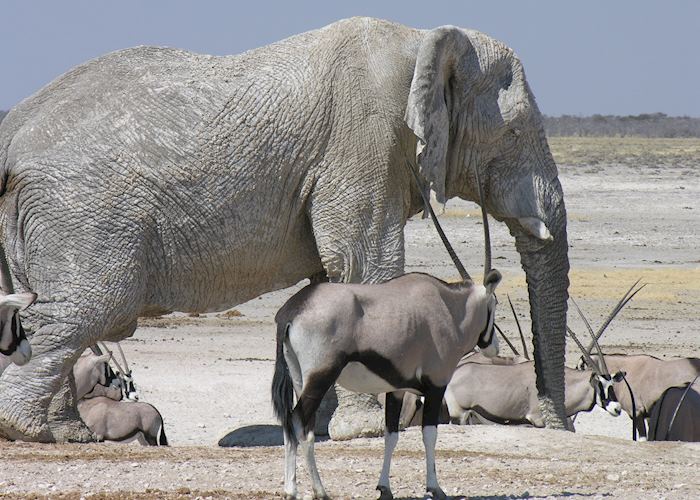 Etosha National Park