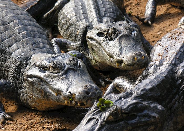 Caiman, Pantanal