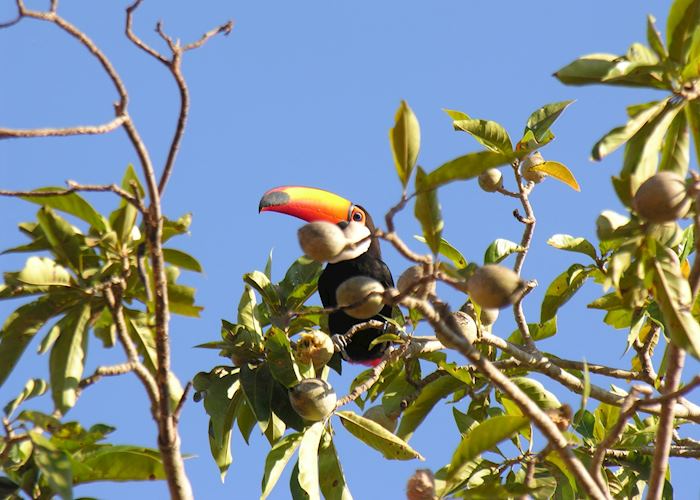 Toucan, Pantanal
