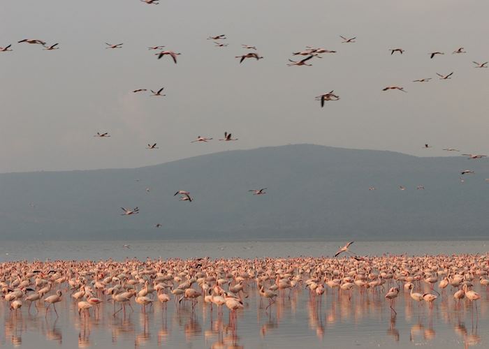 Flamingos in Lake Nakuru