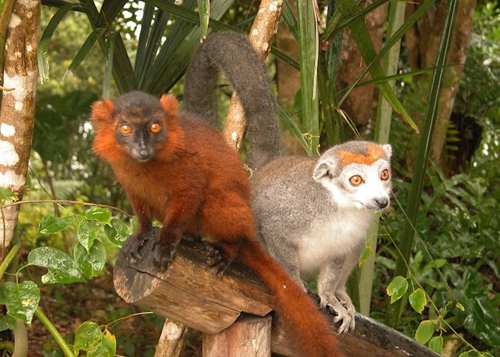 Lemurs at Le Palmarium