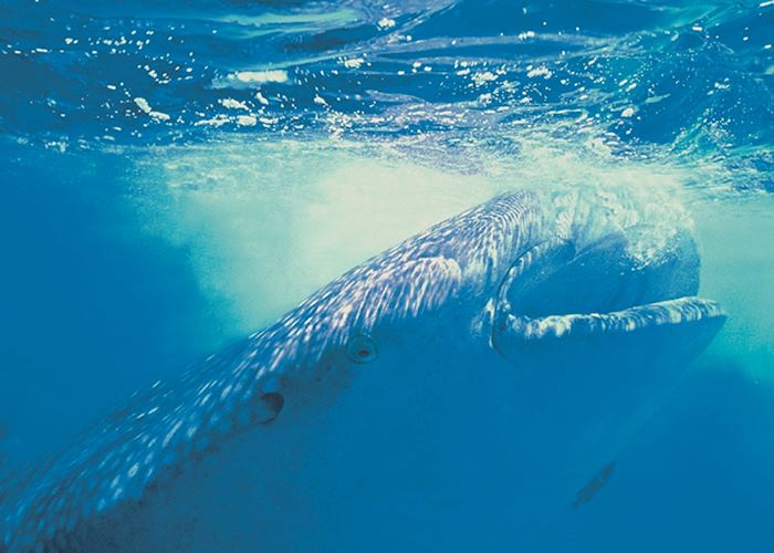 Whale Shark, The Bay Islands