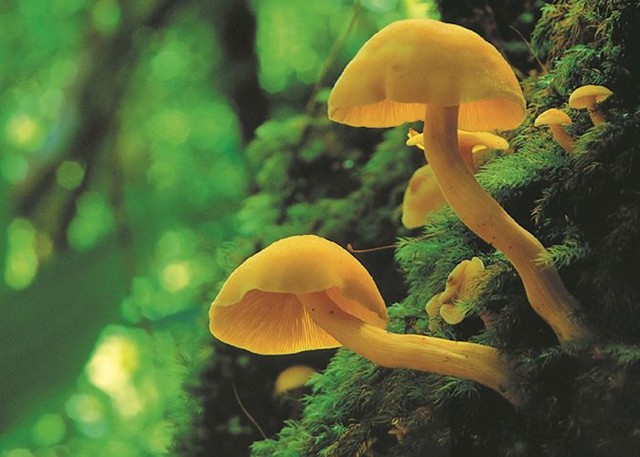 Pico Bonito National Park, Honduras