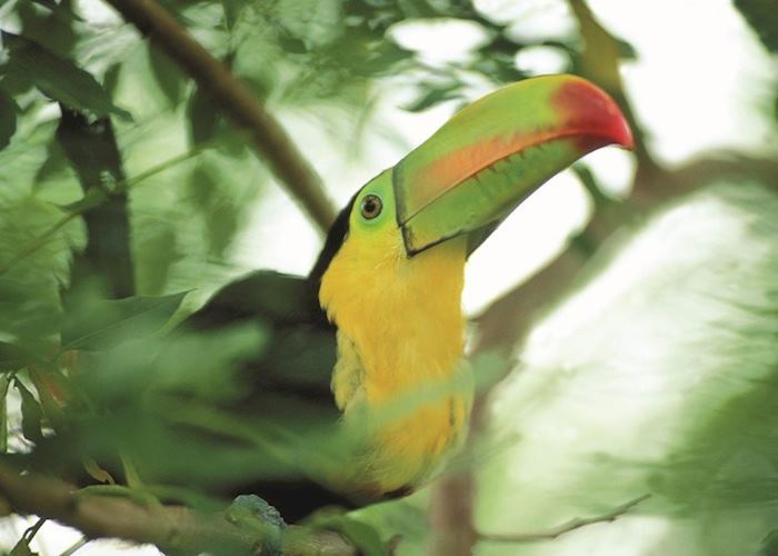 Toucan, Pico Bonito National Park