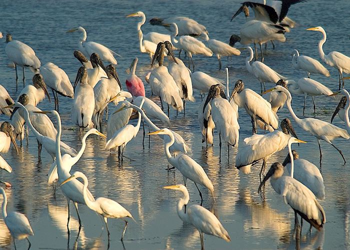 Prolific birdlife, Belize
