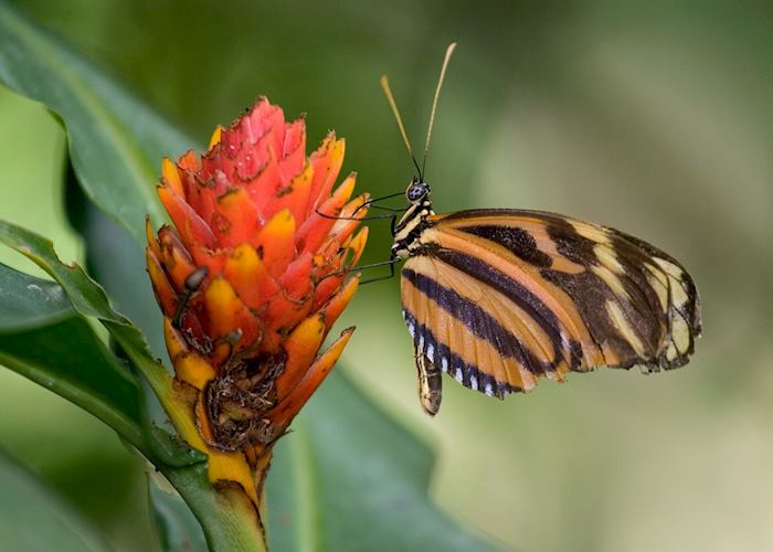 Heliconia butterfly, Costa Rica