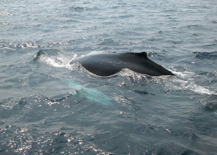 Humpback whale, L' Anse aux Meadows, Canada