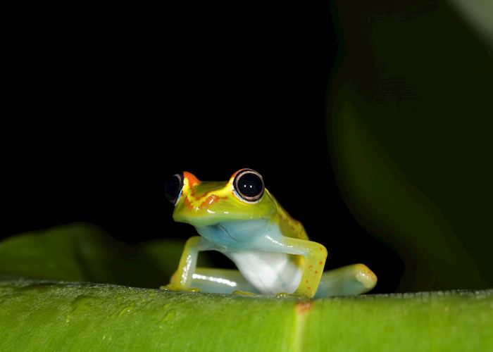 Andasibe National Park, Madagascar | Audley Travel US