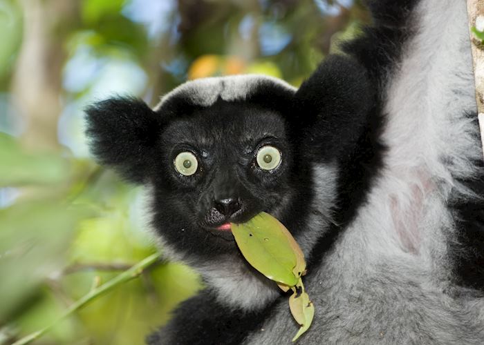 Indri, Andasibe-Mantadia National Park, Madagascar