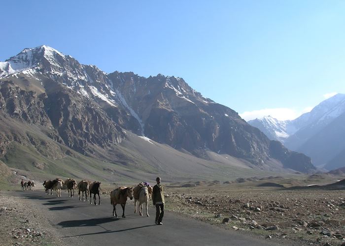 Sarchu, trekking ponies, Manali to Leh Road