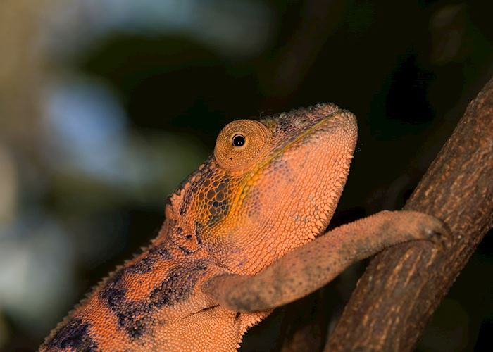 Visit Nosy Komba, Madagascar | Tailor-made Trips | Audley Travel UK