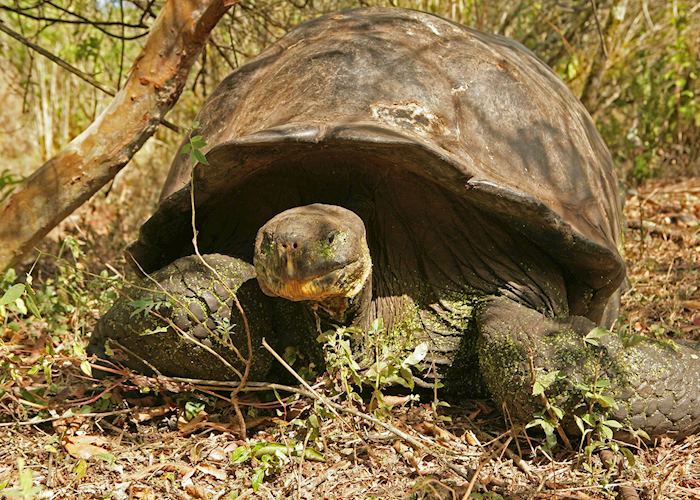Galapagos Tortoise
