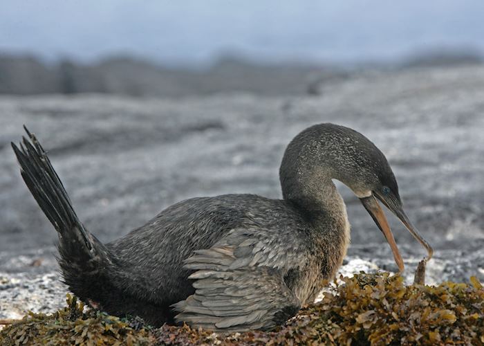 Nesting flightless cormorant, Galapagos Islands