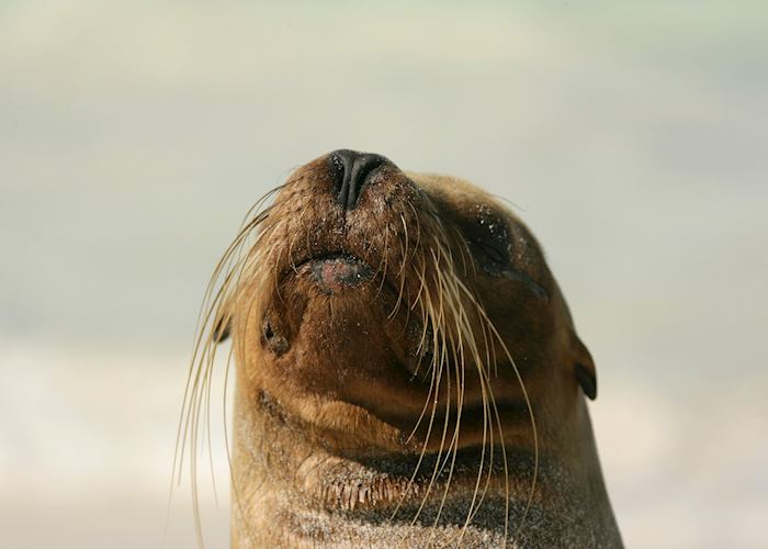 Sea lion, Galapagos Islands