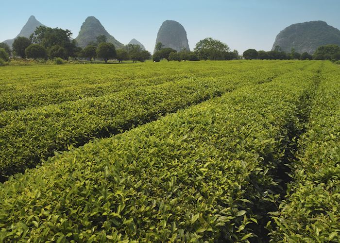 Tea plantation Guilin, China