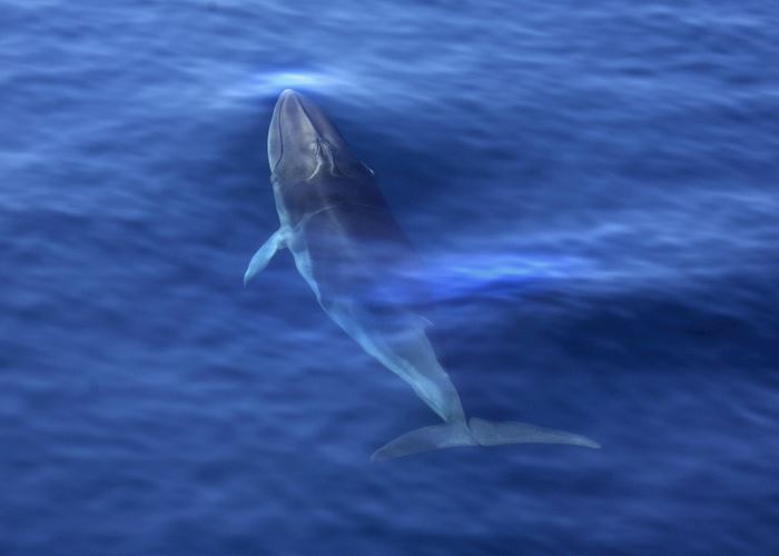 Minke whale, Antarctica