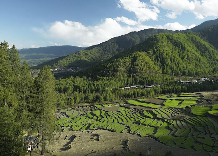 Terraced fields, Trashigang, Bhutan