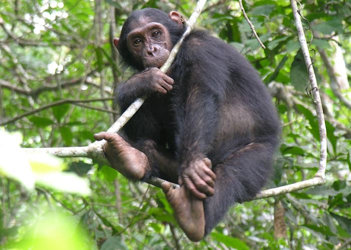 Chimpanzee in the Mahale Mountains