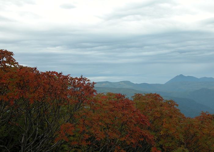 Red leaves in Asahidake