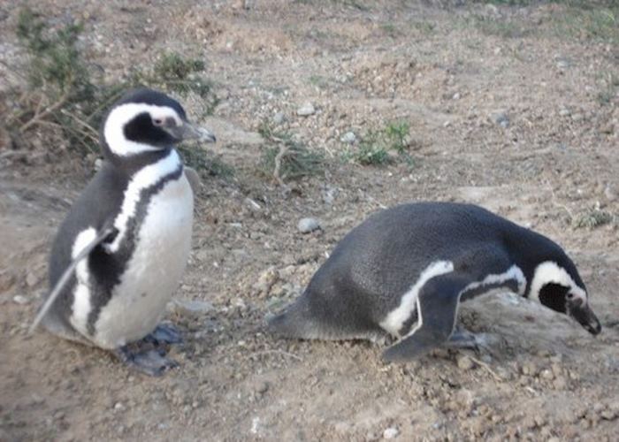 Penguins at Peninsula Valdes