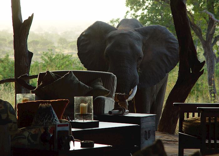Elephant at Beho Beho Camp