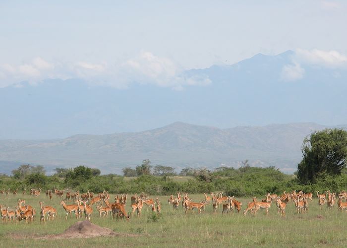 Queen Elizabeth National Park