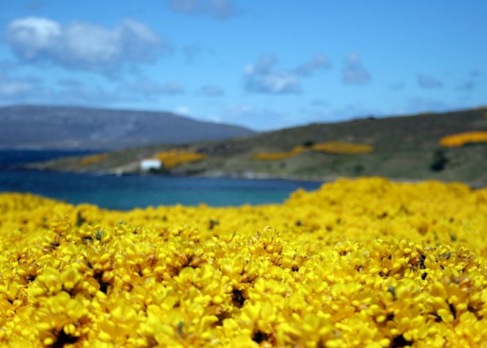 Gorse, Carcass Island, The Falkland Islands