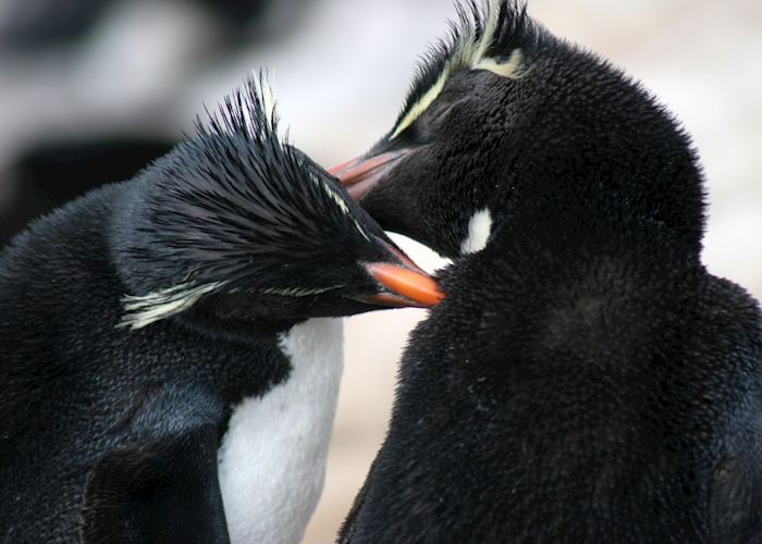 Rockhopper penguins, Saunders Island, The Falkland Islands