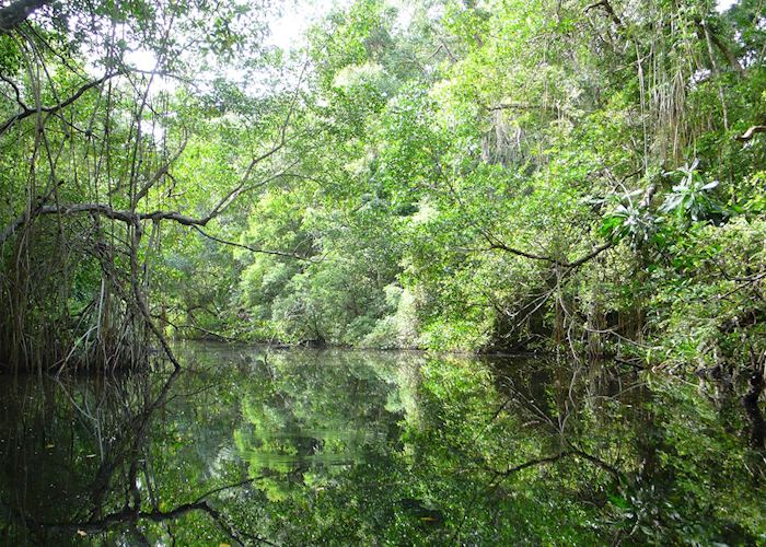 Thick vegetation at the Cuero y Salado park