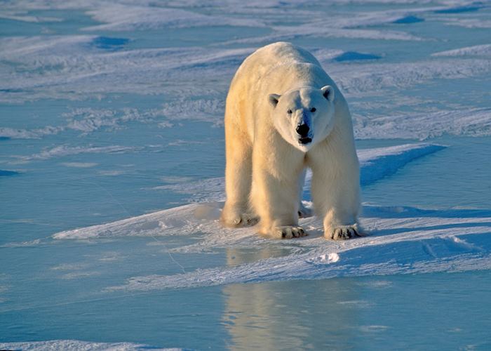 Polar bear