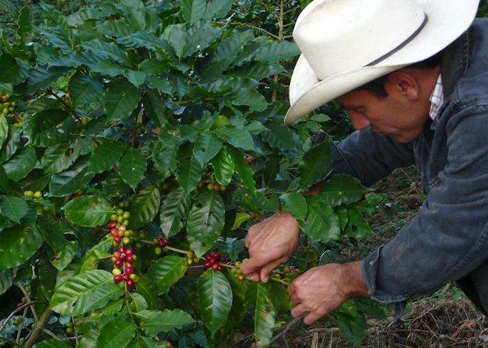 Coffee picking on the farm at El Cisne